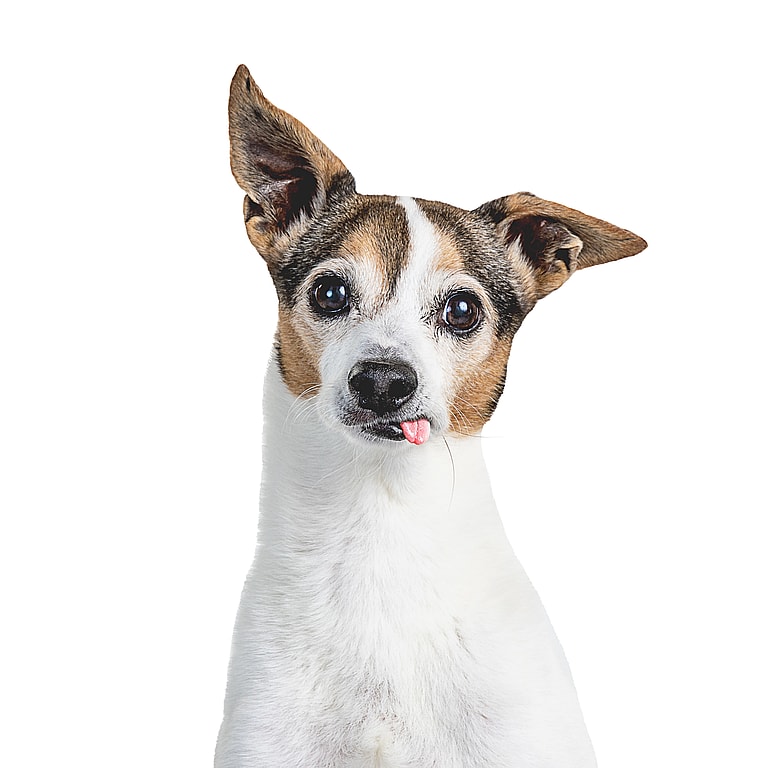 Signs From Beyond? Grieving Family Stunned New Dog Mimics Previous Pup’s Quirks: 13-year-old Jack Russell terrier Tex