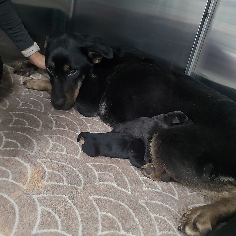 Dog rescue: Newborn Pups Cling To Injured Mom Through Bitter Cold Detroit Nights