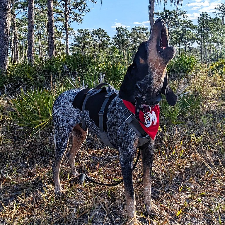 worst dogs for apartments