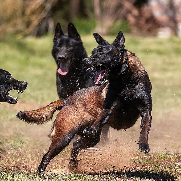 Worst Dog Breed For Apartments