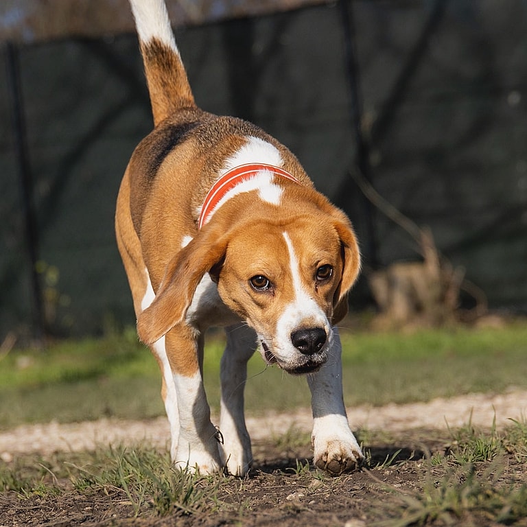 dogs that struggle in urban environment