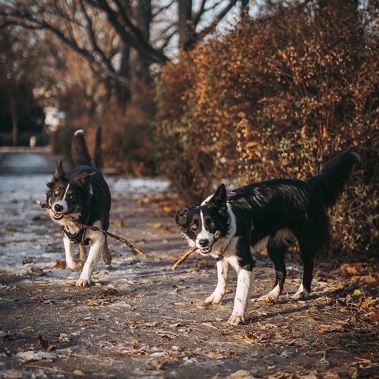 dogs that struggle in urban environment