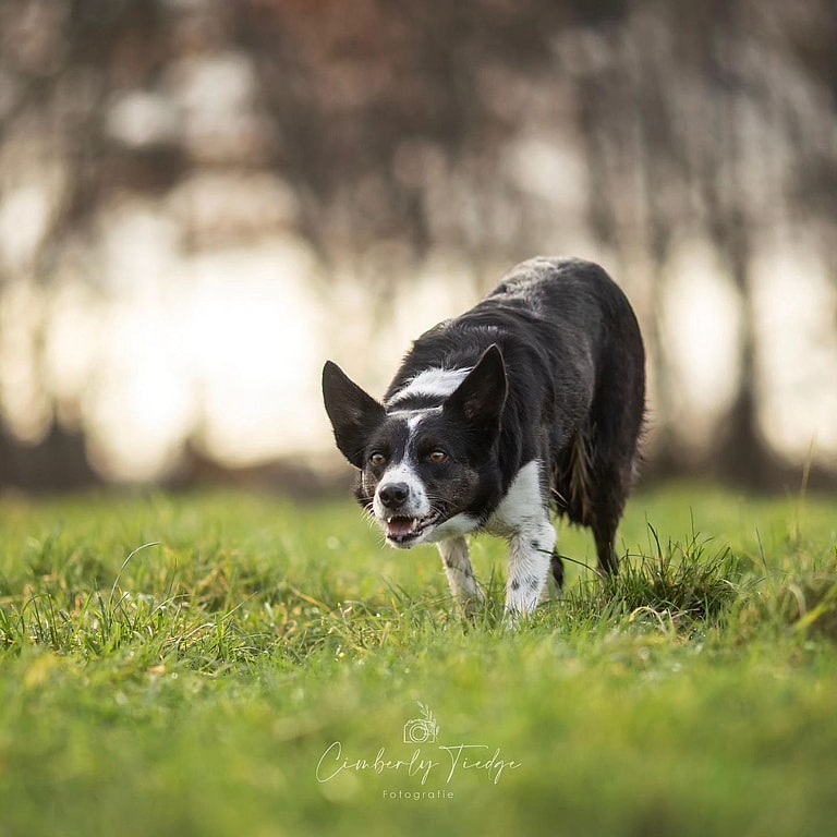 dogs that struggle in urban environment