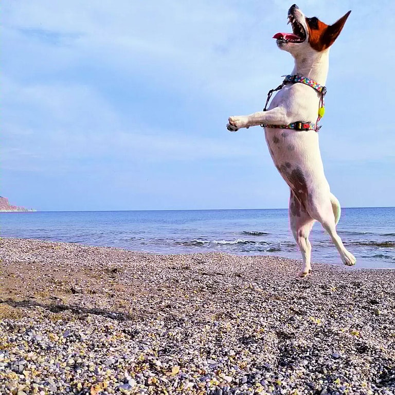 dogs that struggle in urban environment