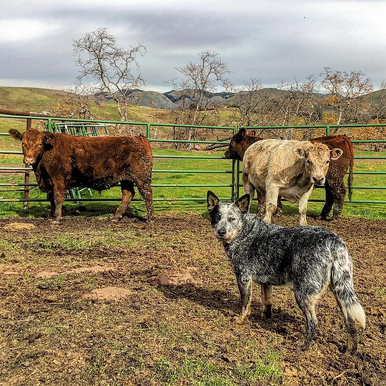 dogs that struggle in urban environment