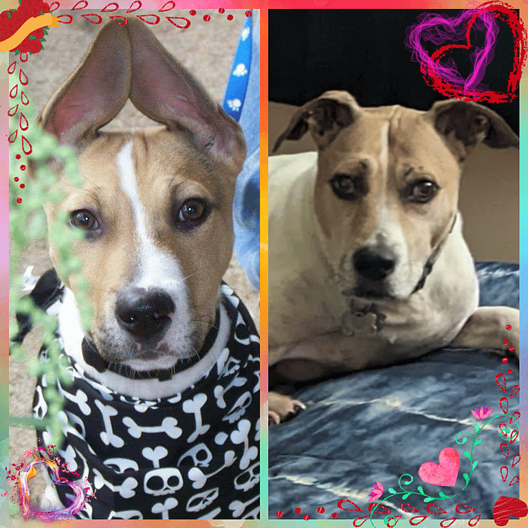 Couple Heartbroken They Can't Have Kids Adopt Abandoned Puppy Who Needed Parents