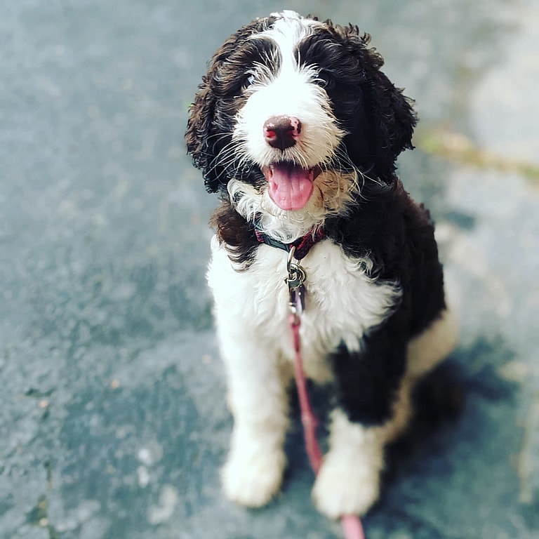 Springerdoodle