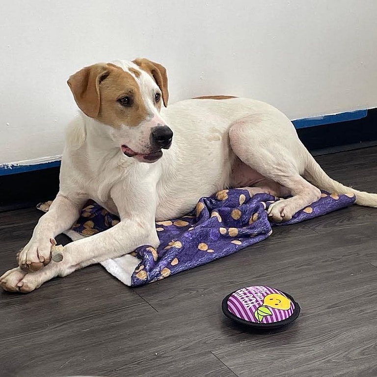 Dog up for Adoption: Dog Born at Shelter Has Never Known a Real Home. When Will This Whippet's Wait End?