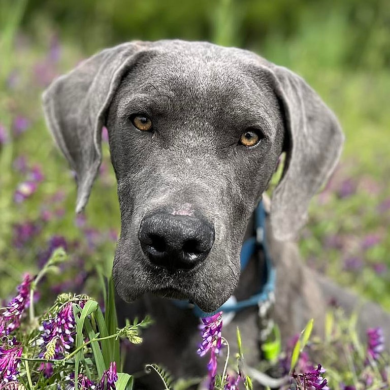 Great Dane Survives Severe Neglect & a Rare Condition, Now Seeks Loving Home