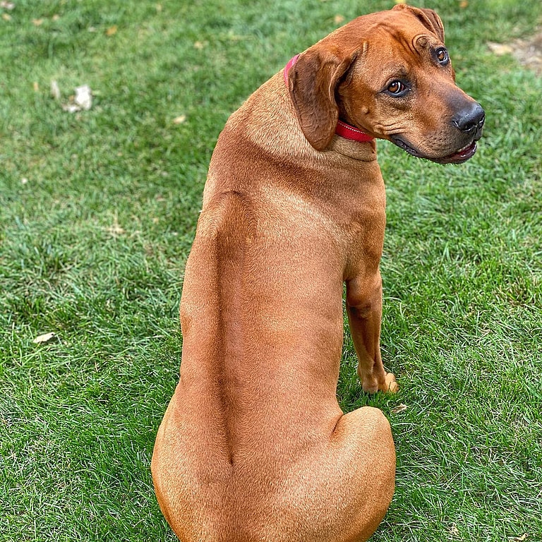 best guard dog breeds