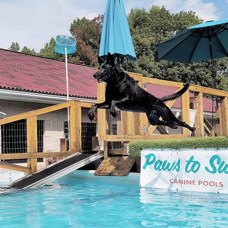 Black Belgian Malinois