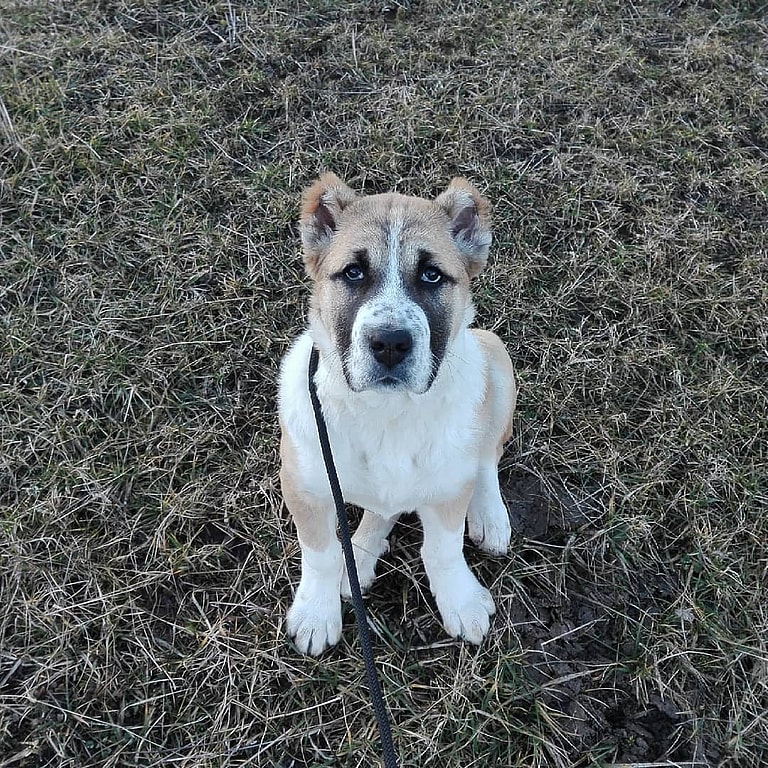 This Dog Was Bred by Mother Nature. Meet the Alabai, the Central Asian Shepherd dog