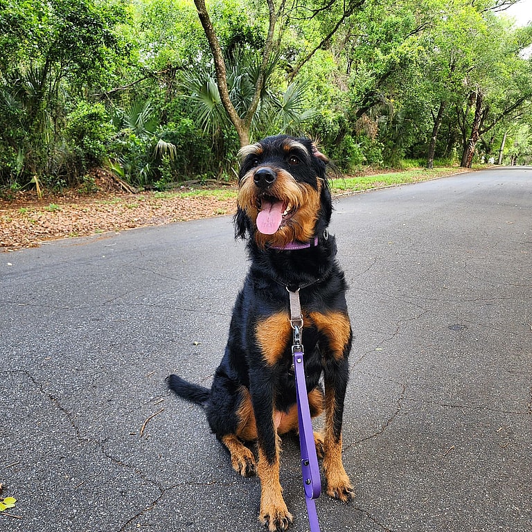Rottie Poo