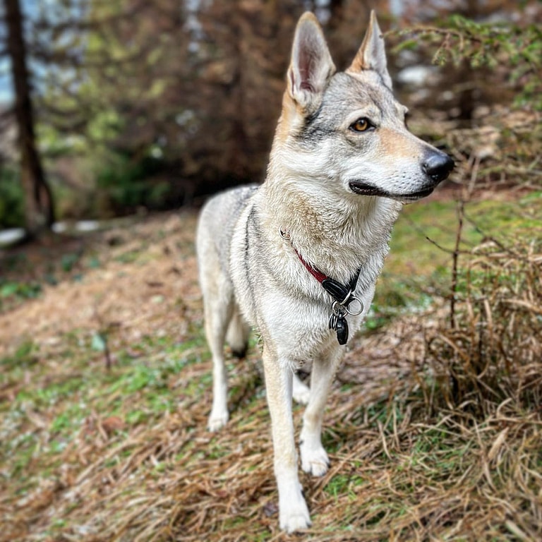 Czechoslovakian Wolfdogs