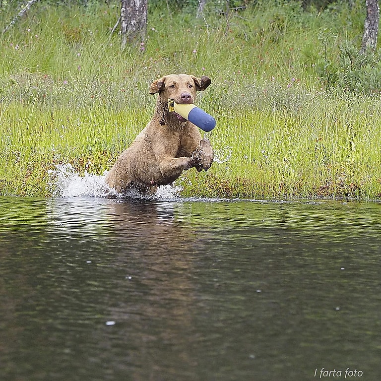 Do Dogs Like To Swim? Chesapeake Bay Retriever