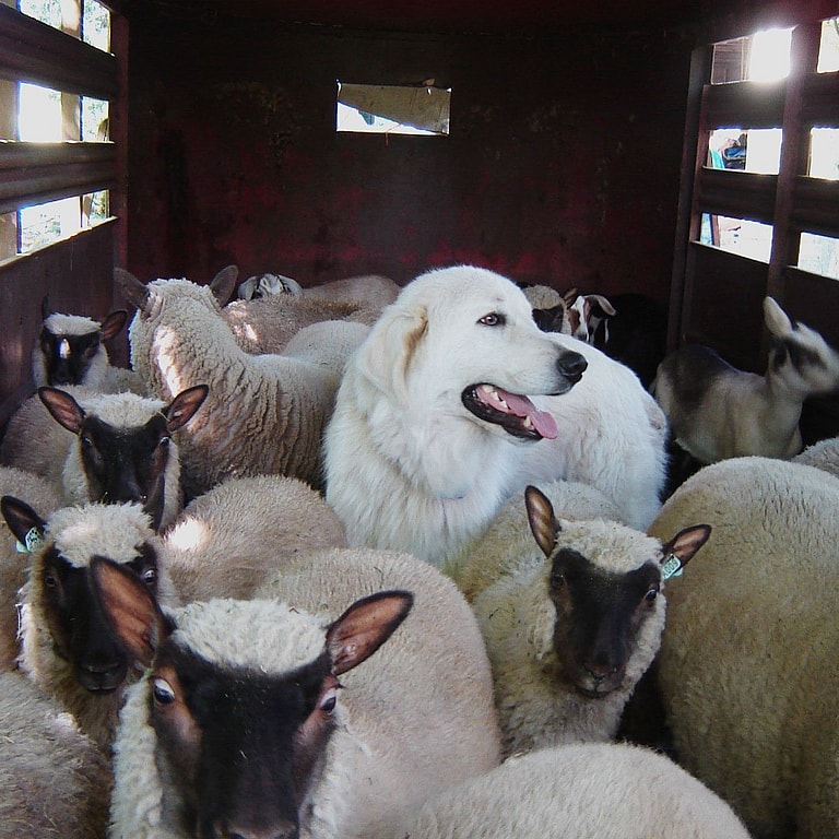 Maremma Sheepdogs