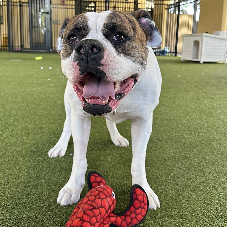 Hero Dog Saved Many Lives with Her Blood Donations—Now She Needs a Family to Save HER!