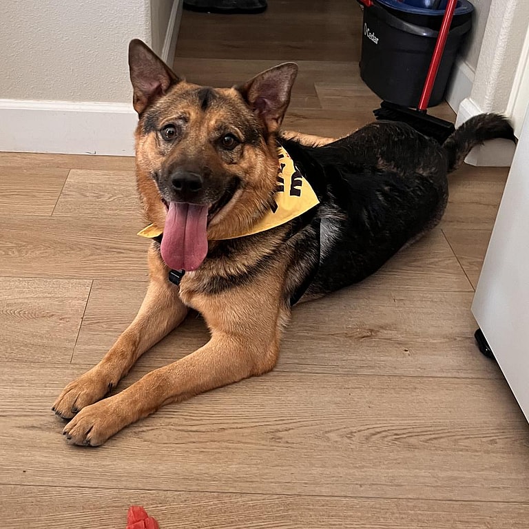 This German Shepherd, Lucky, Has a Heart of Gold – Why Has He Been Overlooked for 375 Days?