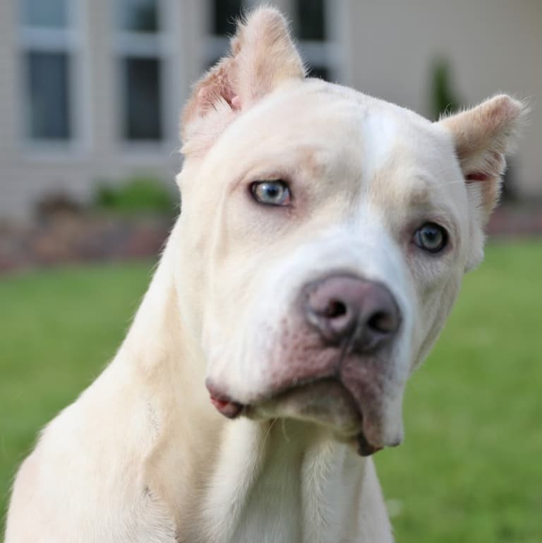 Cane Corso Names