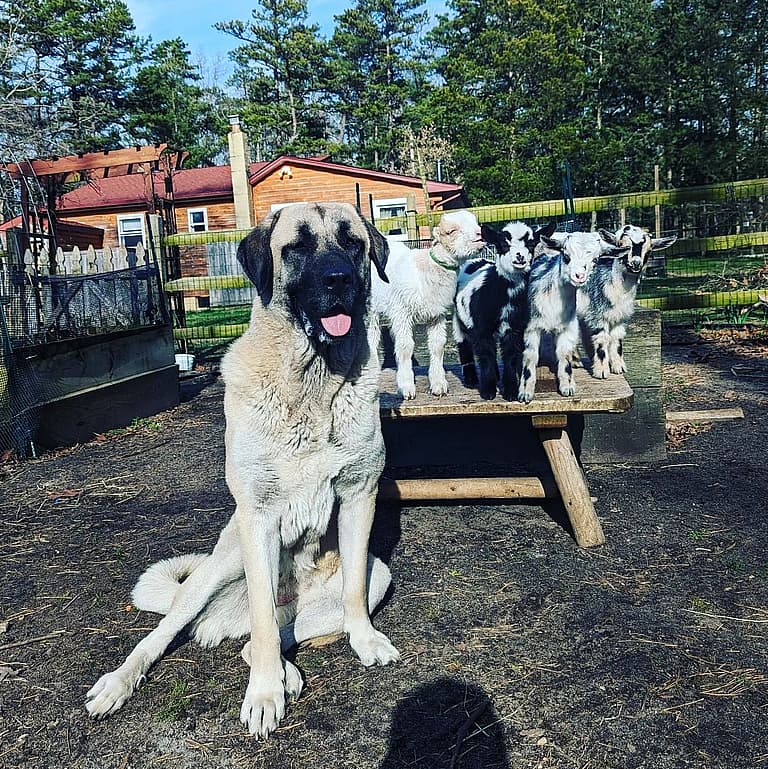 dogs that struggle in urban environment
