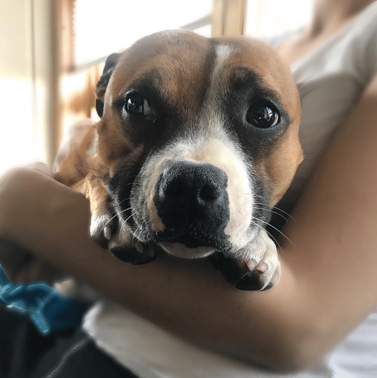 Pyometra in Dogs