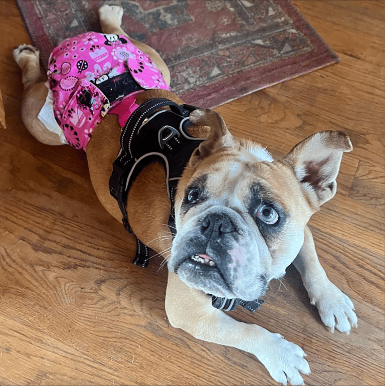 Opal, Puppy Mill Bulldog