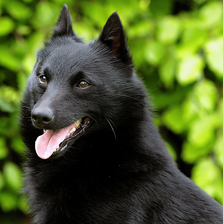 Schipperke Dog