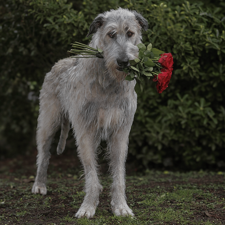 Ireland's Favorite Dog