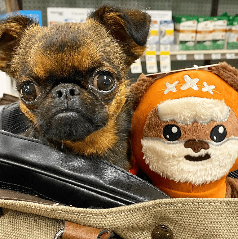 How an Ordinary Dog Inspired Star Wars' Most Popular Characters!