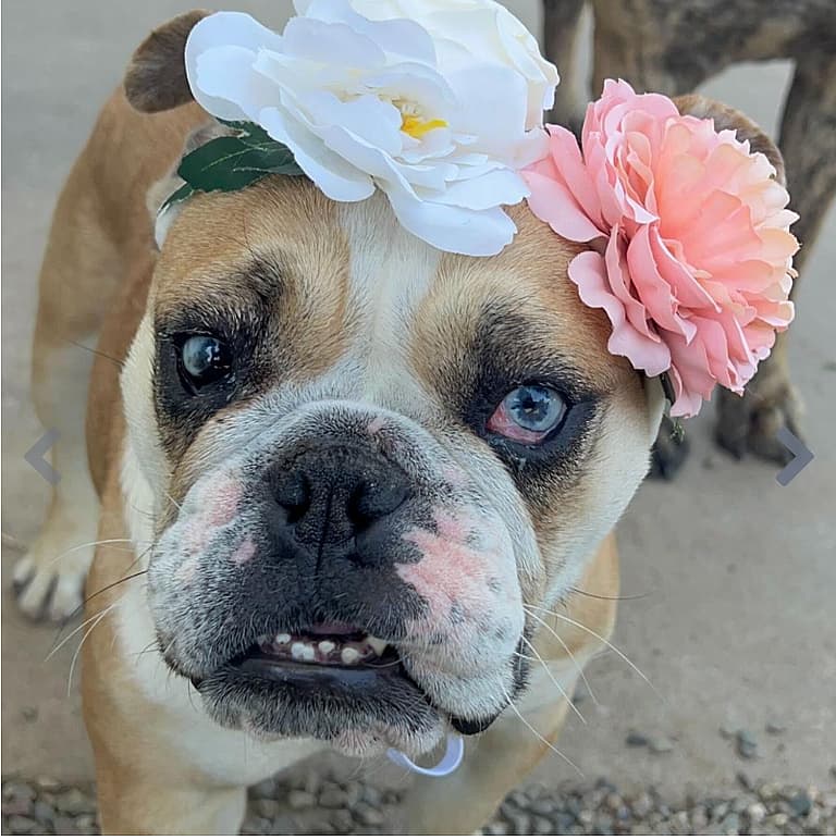 Opal, Puppy Mill Bulldog