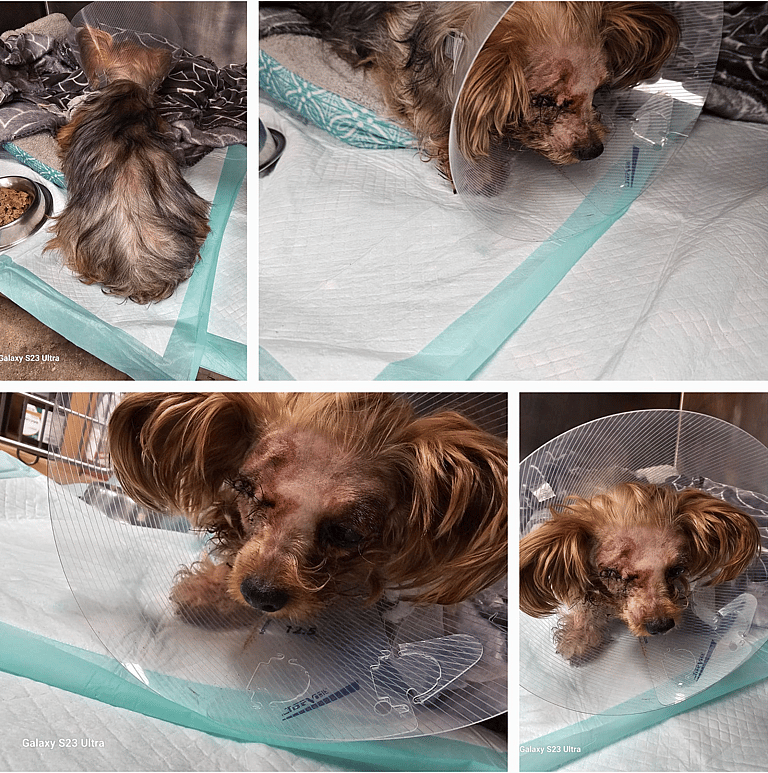 Dog rescue