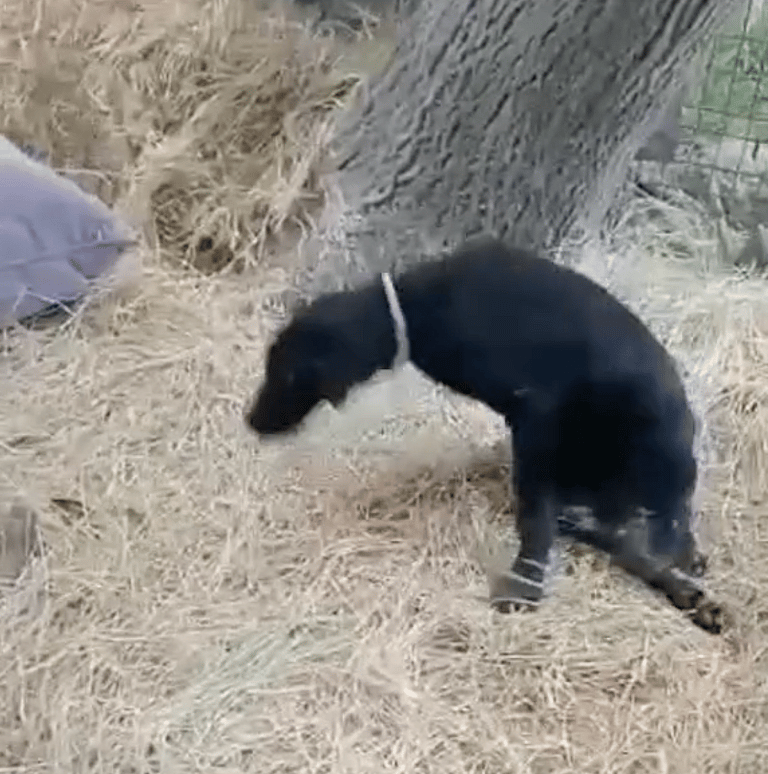 Paralyzed Dog Runs Like Never Before