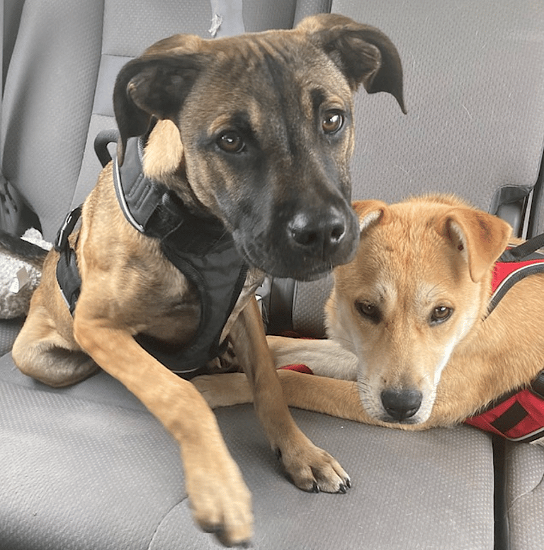 2 Rescue Dogs
