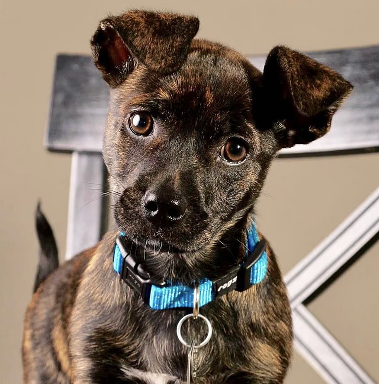 Rottweiler Chihuahua Mix 