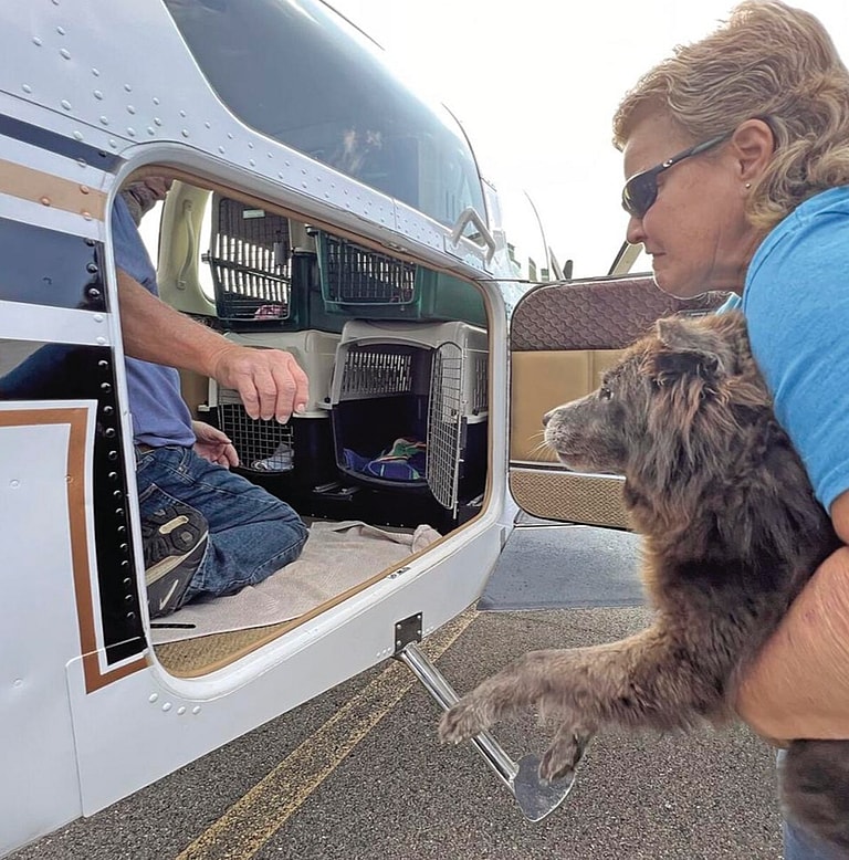 Animal Transporters