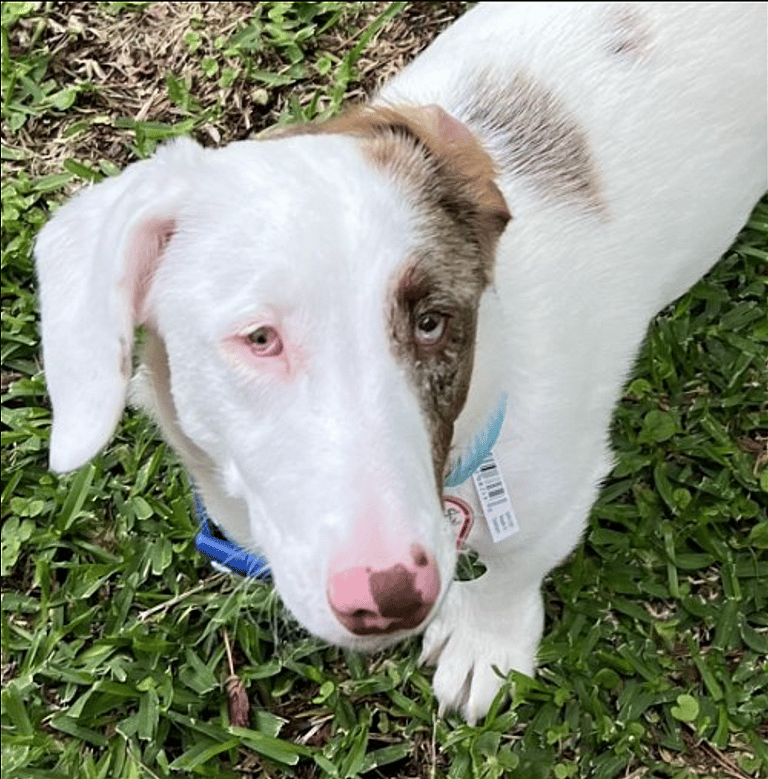 Gretchen - Dog's up for adoption