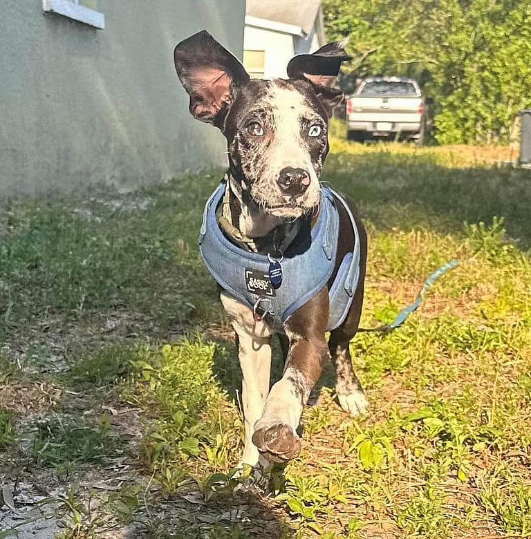 Blind Shelter Puppy Wonders Why Brother Sibling Got Adopted Without Him, Desires a Loving Home