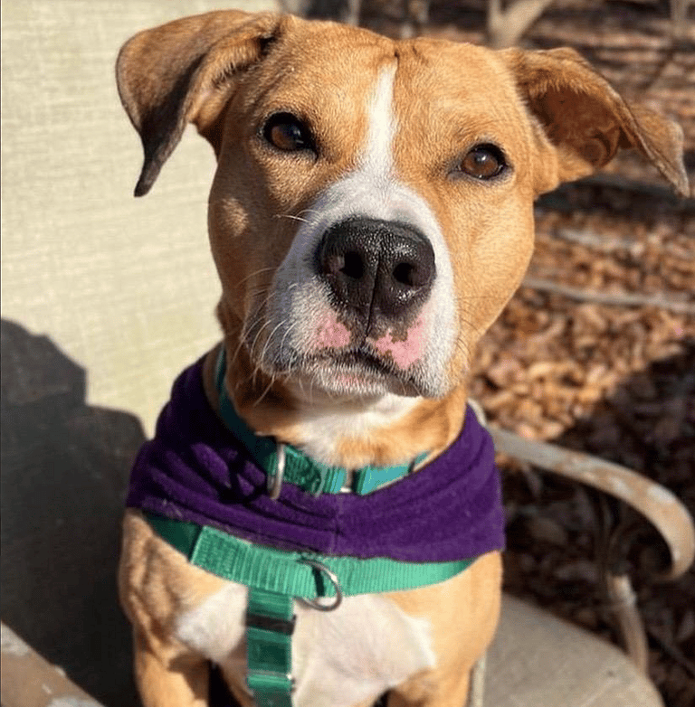 Rescue Pup's Hopeful Eyes Beg for Freedom After Staggering 1,983 Days in Shelters