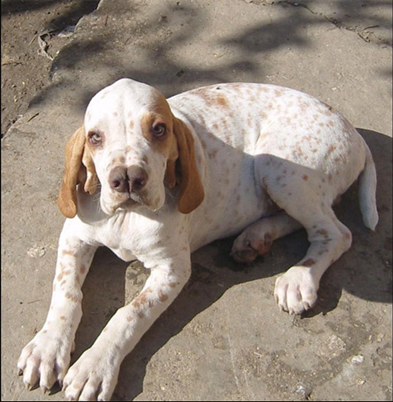 Dog Breeds On The Brink Of Extinction - Catalburun