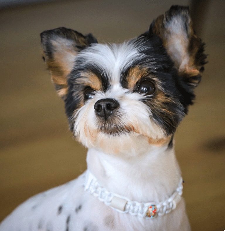 parti yorkie