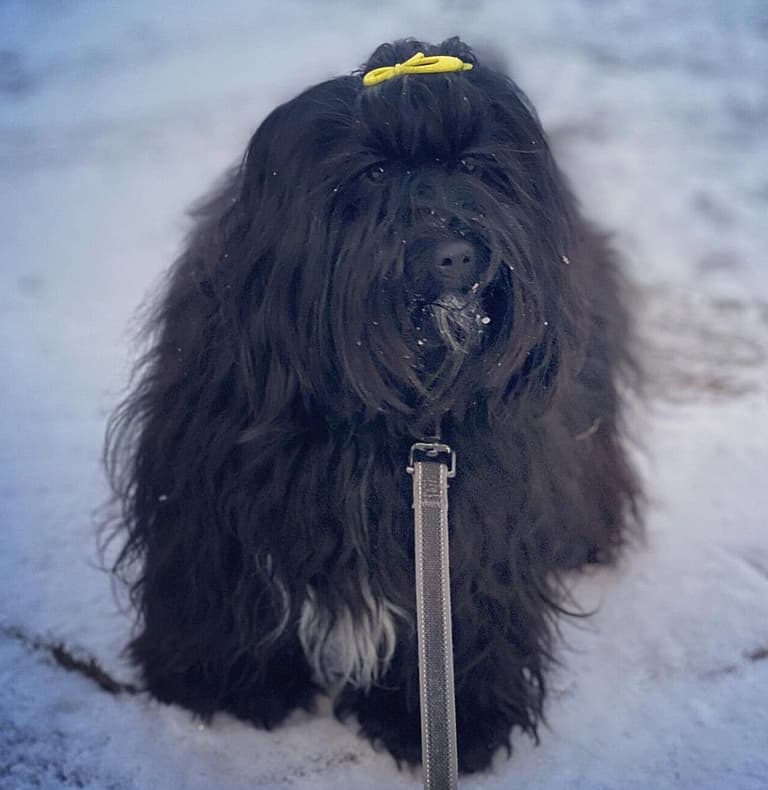 Black Fluffy Dog