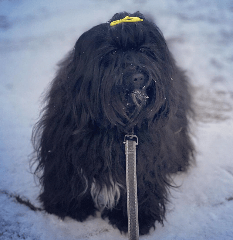 Black Fluffy Dog