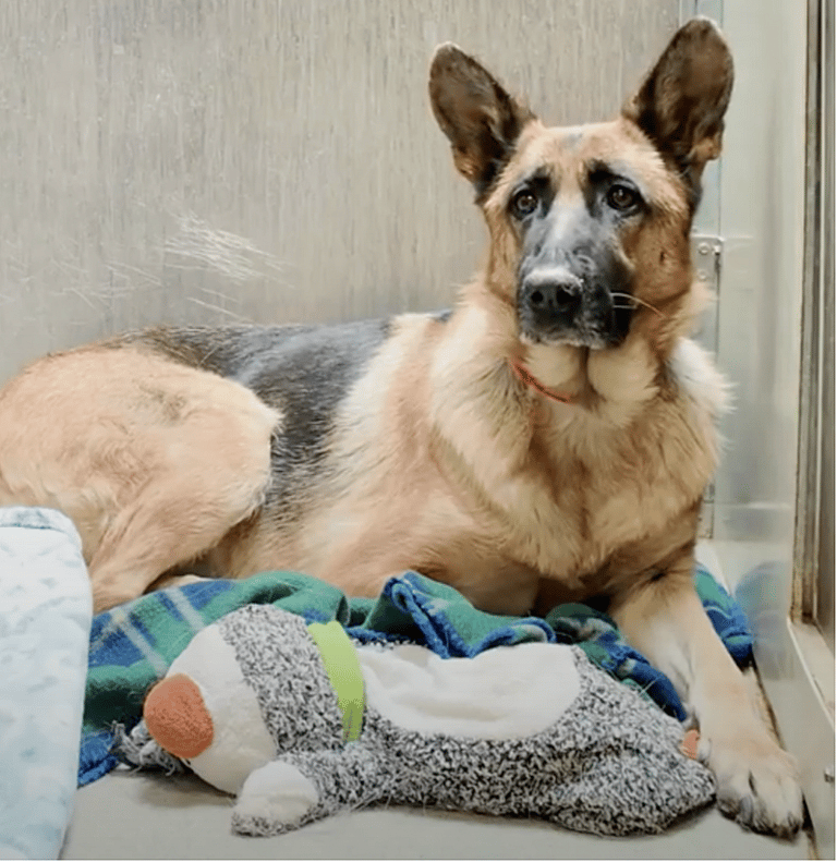 sitting with dogs Princess the German Shepherd