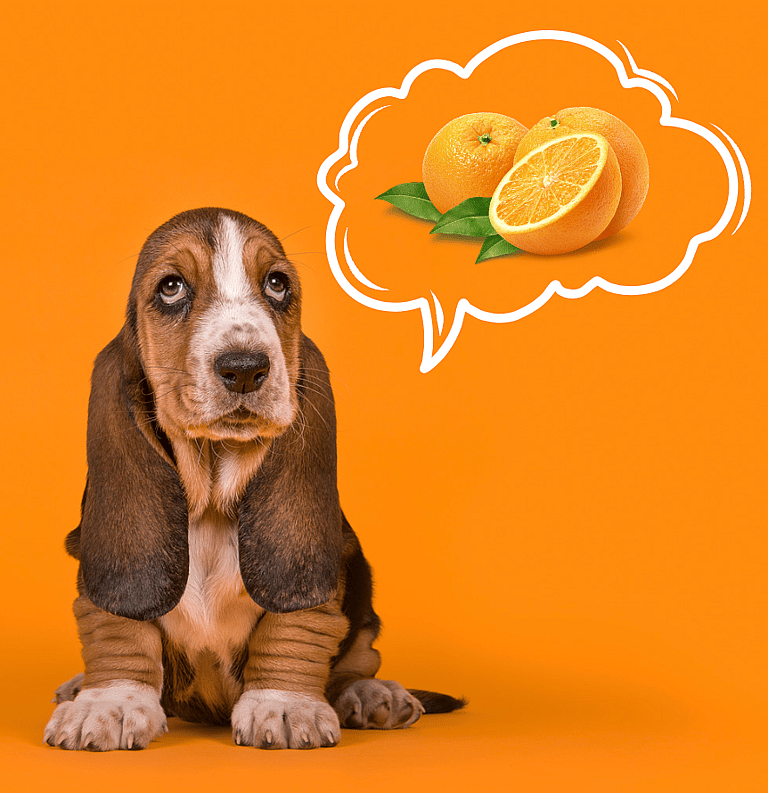 Can Dogs Eat Oranges?