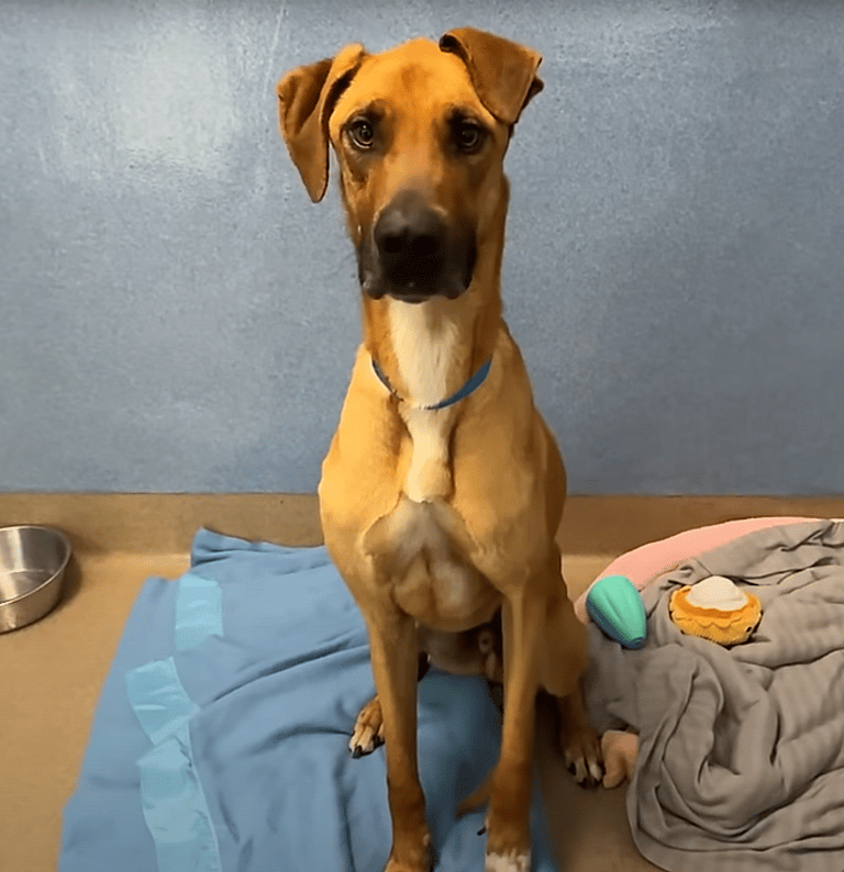 Great Dane Dumped At Shelter After Kids Starved Him Finally Finds His Forever Home   