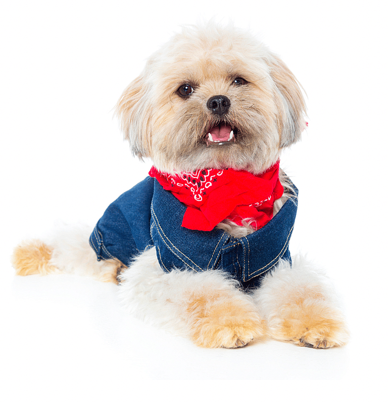 Country Dog Names