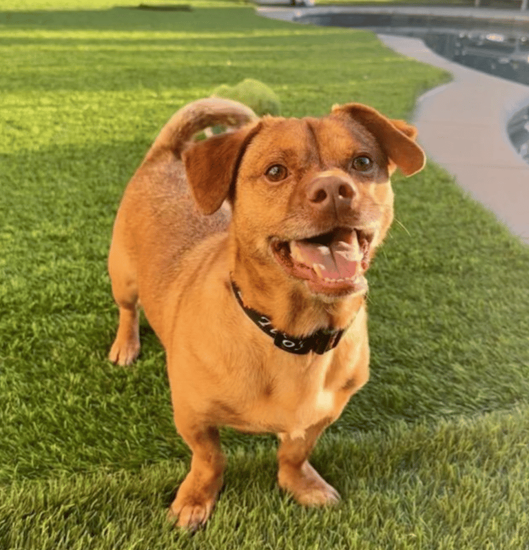 Rescue dog: This Little Dog Survived a Hit-and-Run, Then Waited for a Family That Never Came