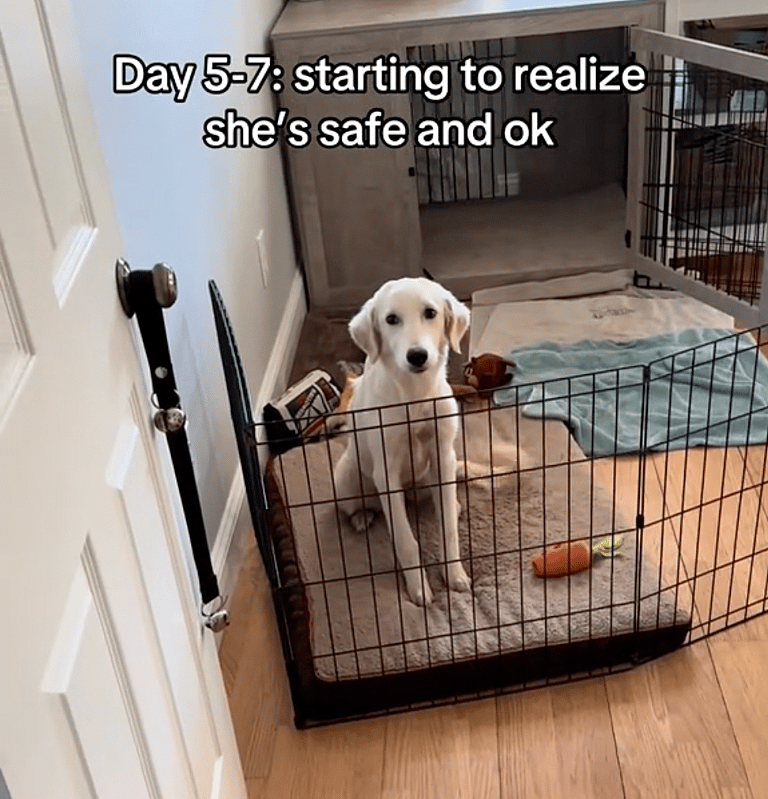 Terrified Shelter Dog's Inspiring Transformation Will Melt Your Heart