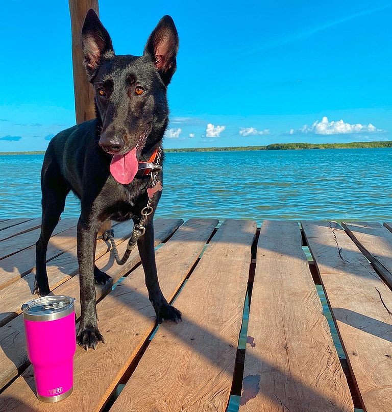 Black Belgian Malinois