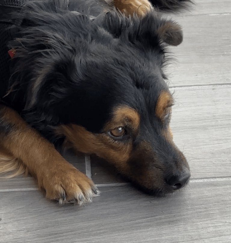 Dog Rescue: A Streetwise Pup Loses a Leg but Beats the Odds and Finds a Forever Home 